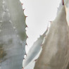 AGAVE LECHUGUILLA T40