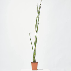 EQUISETUM 1L
