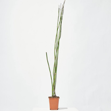 EQUISETUM 1L