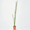EQUISETUM 1L