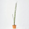 EQUISETUM 1L