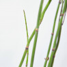 EQUISETUM 1L
