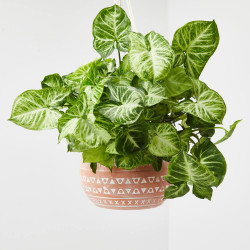SYNGONIUM COLGANTE MACETA 15CM