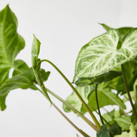 SYNGONIUM COLGANTE MACETA 15CM