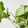 SYNGONIUM COLGANTE MACETA 15CM