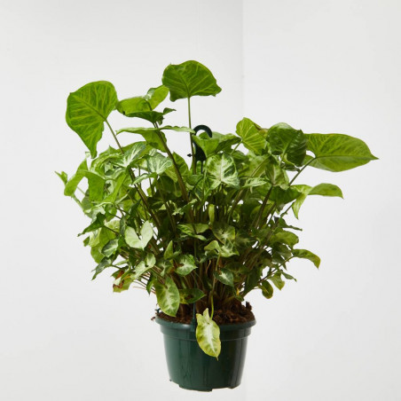 SYNGONIUM COLGANTE MACETA 15CM