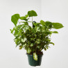 SYNGONIUM COLGANTE MACETA 15CM