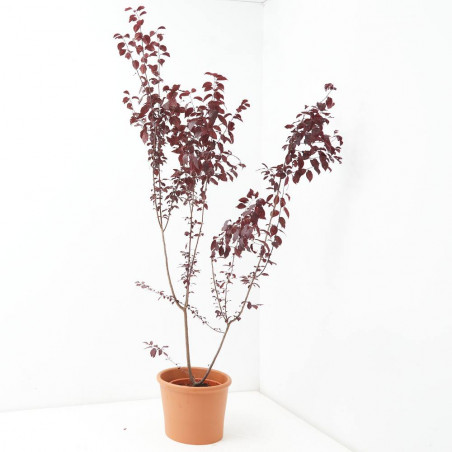 PRUNUS PISSARDII MACETA 24CM