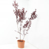 PRUNUS PISSARDII MACETA 24CM