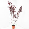 PRUNUS PISSARDII MACETA 24CM