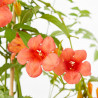 CAMPSIS MACETA 20CM