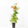 CAMPSIS MACETA 20CM