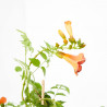 CAMPSIS MACETA 20CM