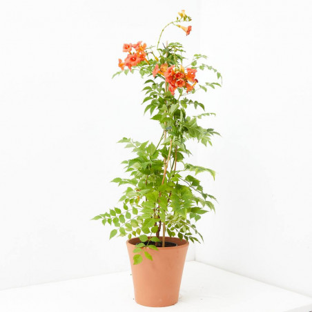 CAMPSIS MACETA 20CM
