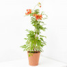 CAMPSIS MACETA 20CM