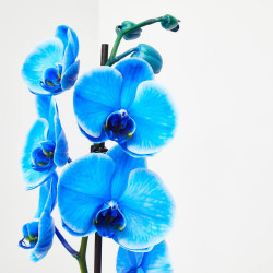 ORQUIDEA PHALAENOPSIS AZUL 1 TALLO EN MACETA 12CM