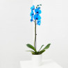 ORQUIDEA PHALAENOPSIS AZUL 1 TALLO EN MACETA 12CM