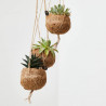 SUCULENTAS KOKEDAMA COLGANTE