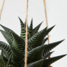 SUCULENTAS KOKEDAMA COLGANTE