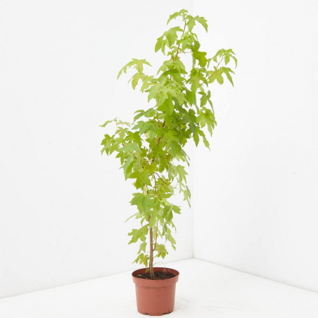 LIQUIDAMBAR 3L