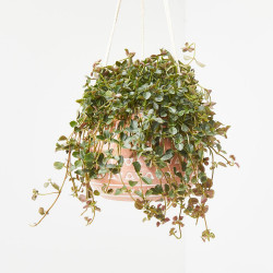 PILEA COLGANTE TARRINA