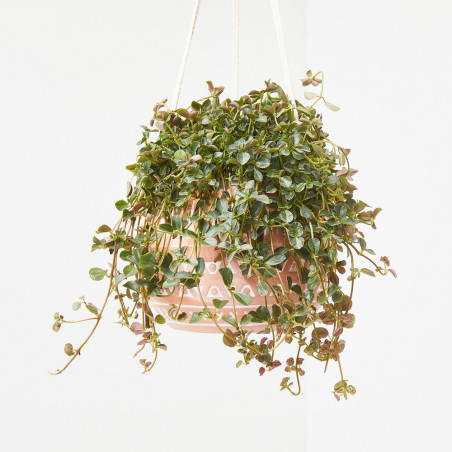PILEA COLGANTE TARRINA