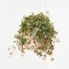 PILEA COLGANTE TARRINA