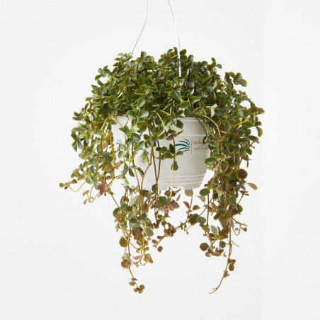 PILEA COLGANTE TARRINA