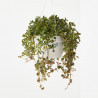 PILEA COLGANTE TARRINA