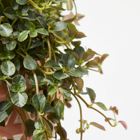 PILEA COLGANTE TARRINA