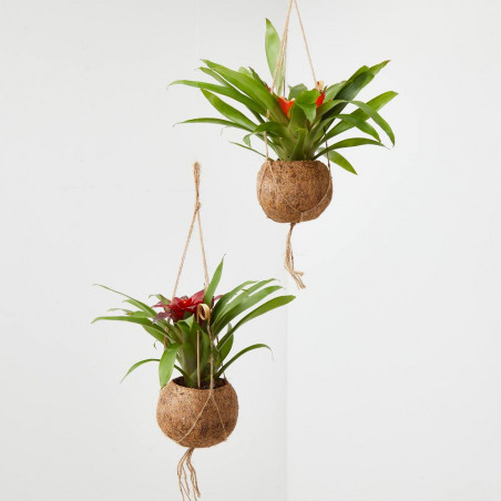 BROMELIA MACETERO KOKEDAMA M-12