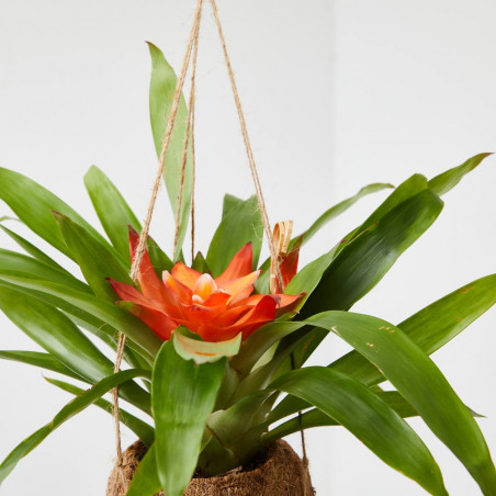 BROMELIA MACETERO KOKEDAMA M-12
