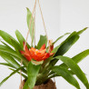BROMELIA MACETERO KOKEDAMA M-12