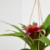 BROMELIA MACETERO KOKEDAMA M-12