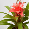 BROMELIA MACETERO KOKEDAMA M-12