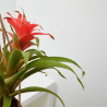 BROMELIA MACETERO KOKEDAMA M-12