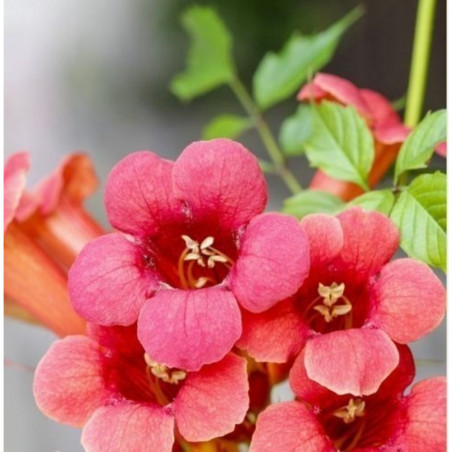 BIGNONIA MACETA 3 LITROS