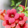 BIGNONIA MACETA 3 LITROS