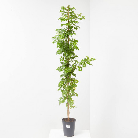 BIGNONIA MACETA 3 LITROS