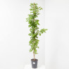 BIGNONIA MACETA 3 LITROS
