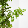 BIGNONIA MACETA 3 LITROS