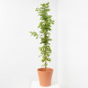 BIGNONIA MACETA 3 LITROS