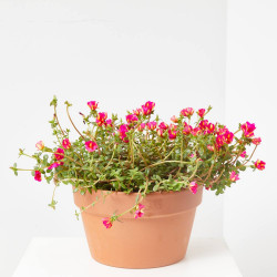 PORTULACA TARRINA 25CM