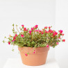 PORTULACA TARRINA 25CM