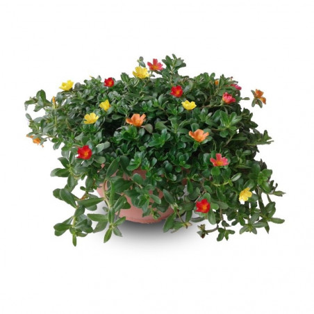 PORTULACA TARRINA 25CM