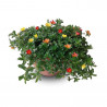PORTULACA TARRINA 25CM