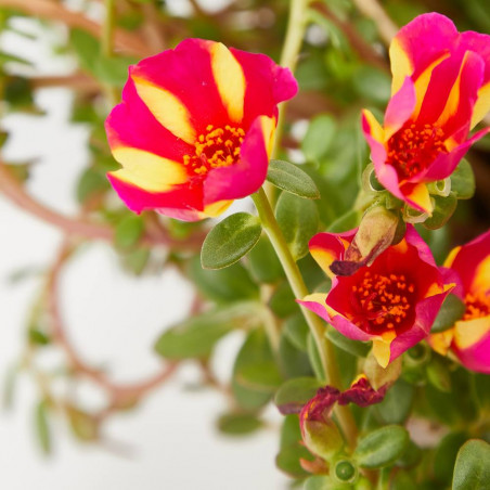 PORTULACA TARRINA 25CM