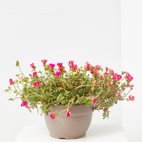 PORTULACA TARRINA 25CM