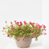 PORTULACA TARRINA 25CM