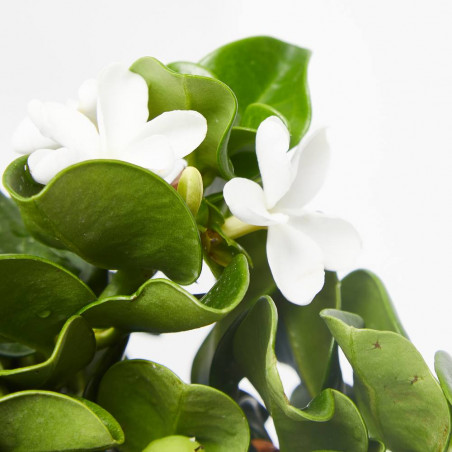 CARISSA GRANDIFLORA MACETA 15CM